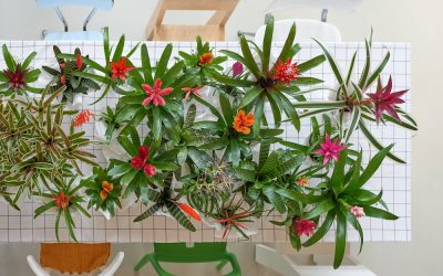 Groene trend: met kamerplanten een binnentuintje creëren