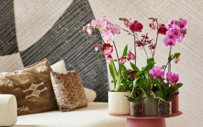 Trend: orchideeënjungle in huis