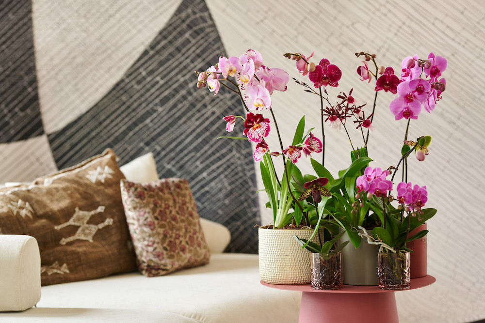 Trend: orchideeënjungle in huis